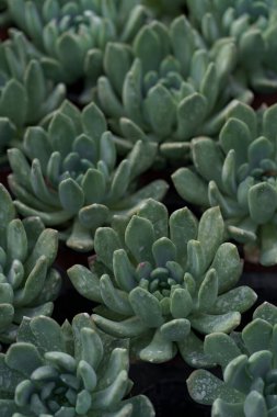 Sulu ürünlerin aranjmanı