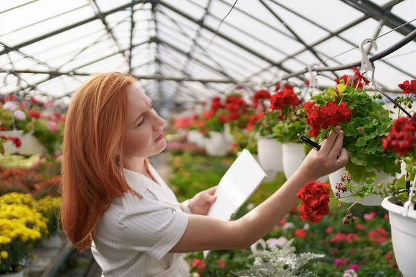 महिला ग्रीनहाउस में फूलों का निरीक्षण — स्टॉक फ़ोटो, इमेज