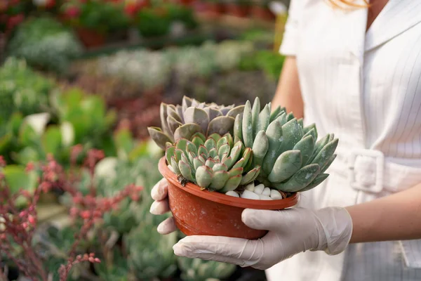 Femme mains tenant un pot avec des succulents — Photo