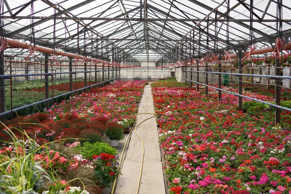 緑の家の花の保育園 — ストック写真