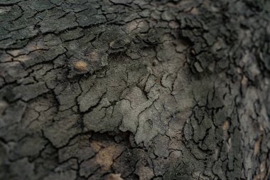 ağaç kabuğu dokusu arkaplanı.