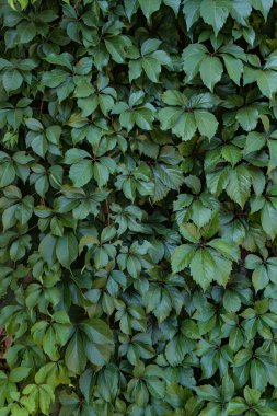 Yeşil yaprak dokusu