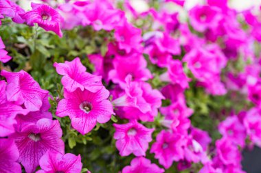 Pembe çiçekler arka plan