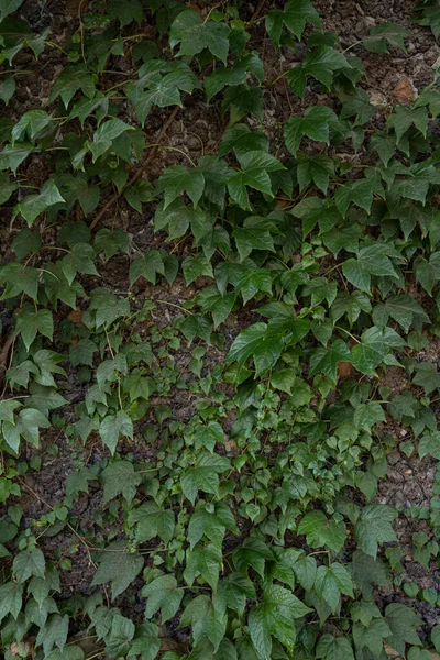 Textura hojas verdes — Foto de Stock