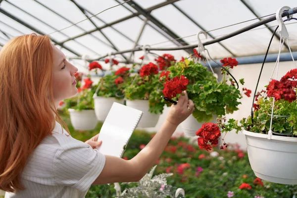 Žena kontrola květin ve skleníku — Stock fotografie