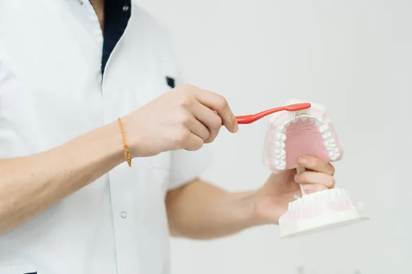 Dentist showing the correct dental hygiene on white background — Stock Photo, Image