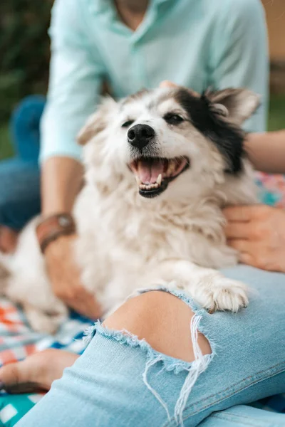 İnsanlarla mutlu köpek portresi — Stok fotoğraf