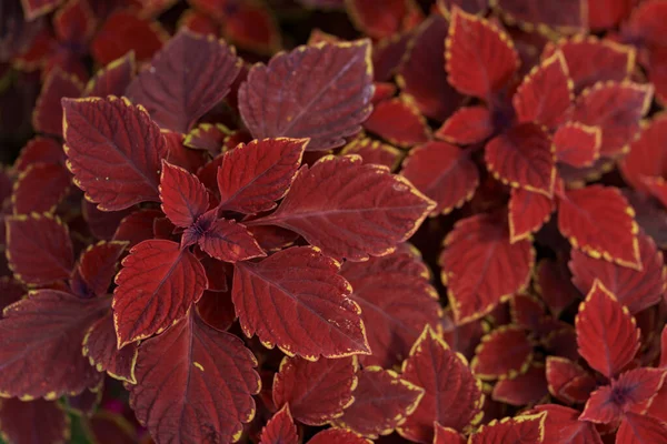 Red plants background — Stock Photo, Image
