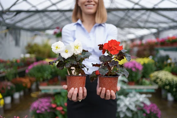 Portrait woman entrepreneur holding two pots with flowers — Stock Photo, Image