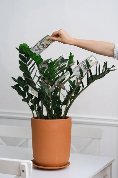 Διακοσμητικό δέντρο σε κατσαρόλα με χρήματα τοποθετούνται σε λευκό εσωτερικό — Φωτογραφία Αρχείου
