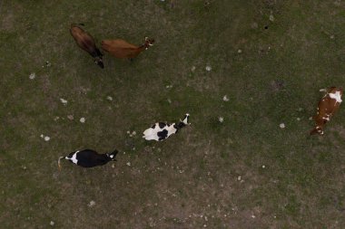 Toprak üzerinde otlayan inekler