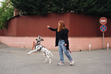 Kadın şehirde dalmaçyalı hayvanını tartışıyor ve eğitiyor.