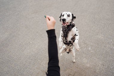 Kadın şehirde dalmaçyalı hayvanını tartışıyor ve eğitiyor.