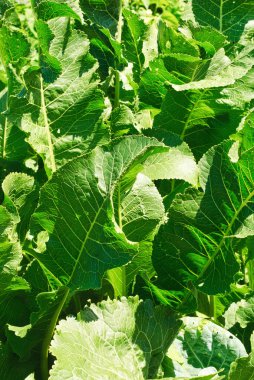 Horseradish (Cochlearia armoracia) yeşil yaprakları arka plan