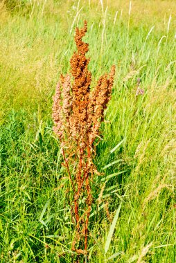 yeşil bir arka plan macrio kuzukulağı ata. Yabani acetosa 