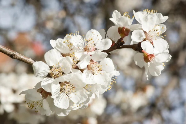 Beautiful apple spring blossom tree in nature — Stock Photo, Image