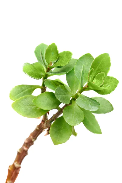 Kalanchoe, aislado en blanco —  Fotos de Stock