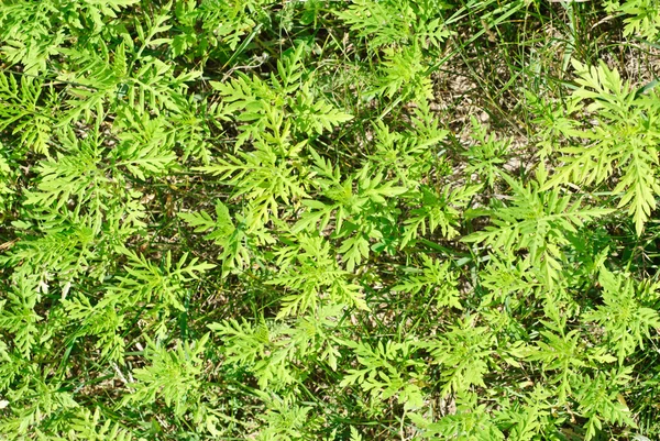 Yang ragweed çalılar arka plan — Stok fotoğraf