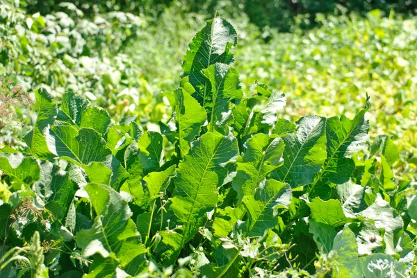 Pepparrot (Cochlearia armoracia) gröna blad bakgrund — Stockfoto