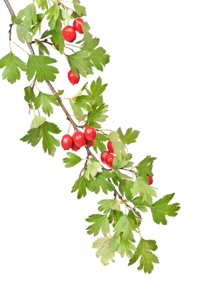 Branch hawthorn  with leaves and berry isolated on white background — Stock Photo, Image