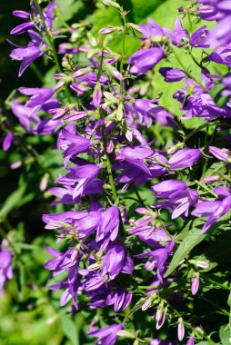 Dev bellflower (campanula latifolia) yeşil bir arka plana dayanır
