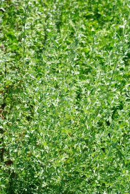 Wormwood (Artemisia absinthium L.) on green Background clipart