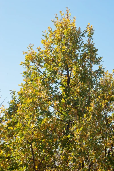 Green - yellow  branches oak and blue sky — Stock Photo, Image