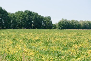 alan soya fasulyesi Güz