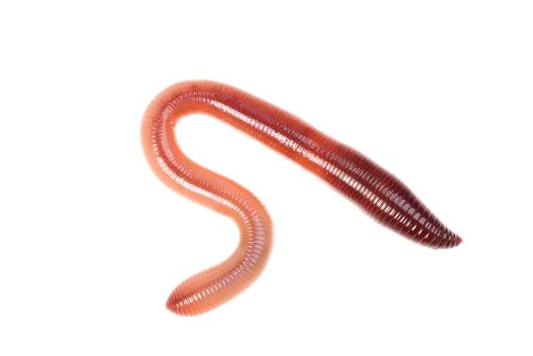 Animale worm terra isolato su sfondo bianco — Foto Stock