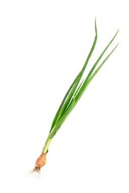 ampul ve üzerinde beyaz izole kök ile taze yeşil soğan 