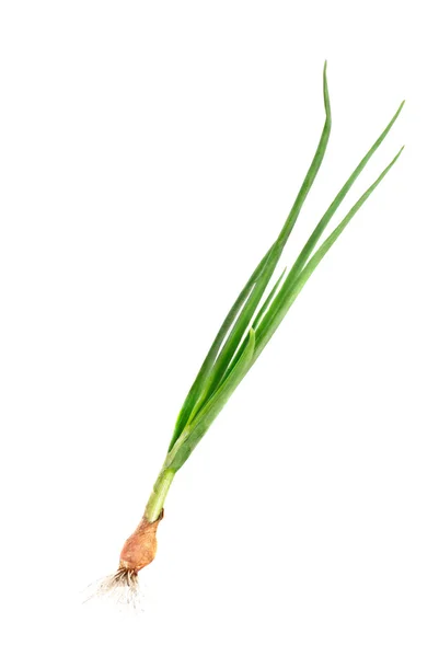 Fresh green onions with bulb and root isolated on white — Stock Photo, Image