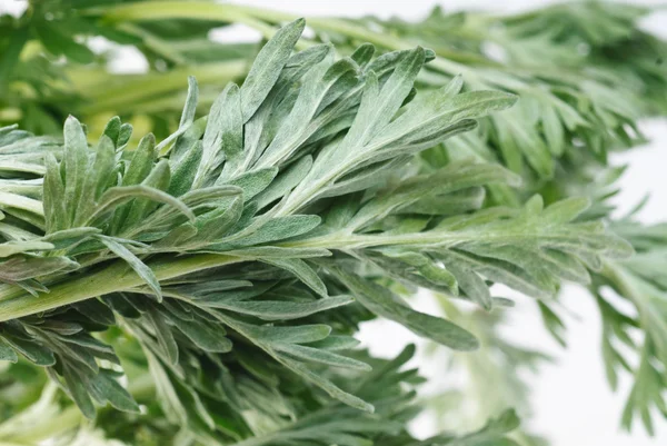 Wormwood (Artemisia absinthium L.) on white — Stock Photo, Image