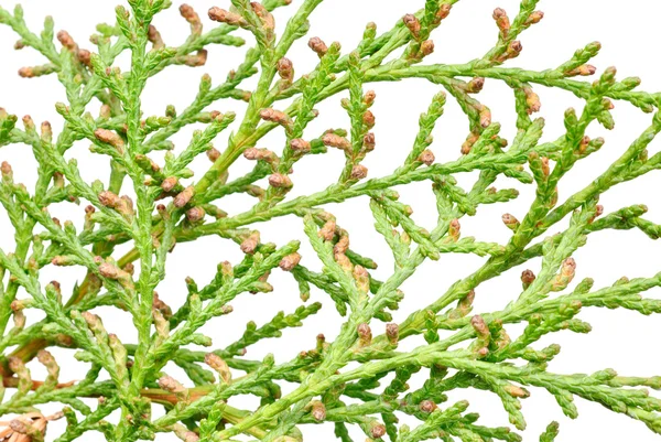 Thuja blossom на белом фоне — стоковое фото