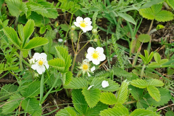 Nahaufnahme Erdbeerblüten im Frühling — Stockfoto