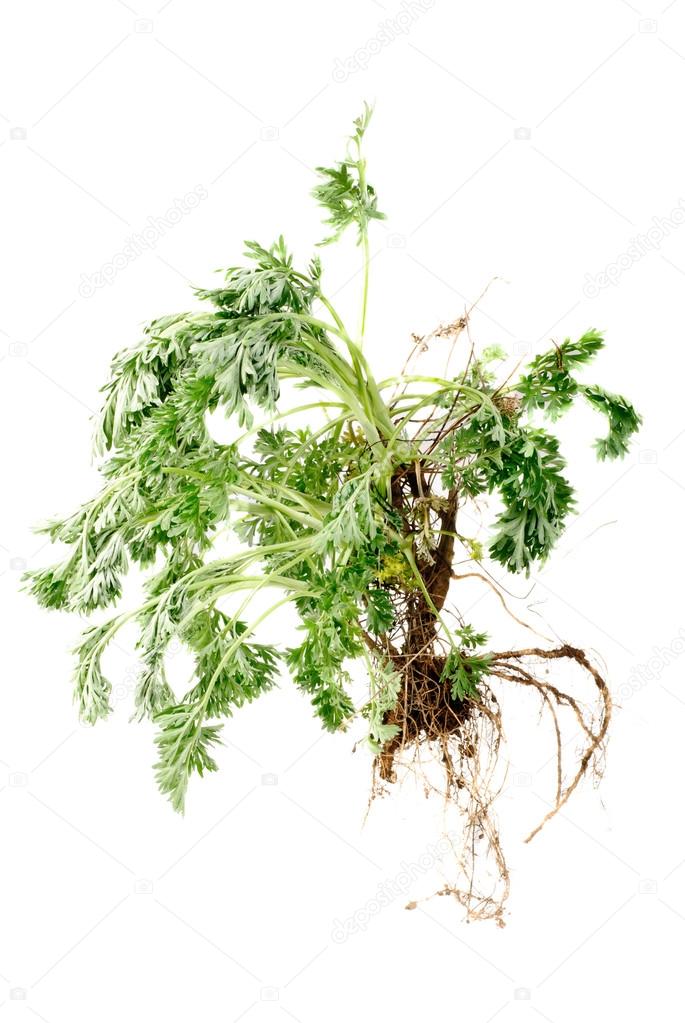 Wormwood (Artemisia absinthium L.)  with root on white