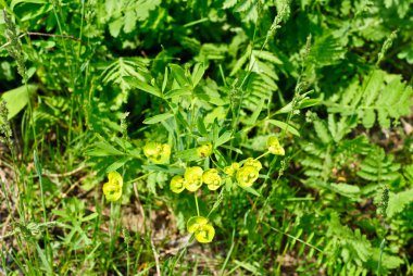 Atatürk (. Euphorbia helioscopia L.) bir çayır