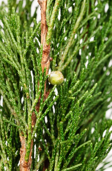 Λεπτομέρεια από thuja κλαδιά με φρούτα — Φωτογραφία Αρχείου