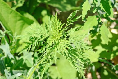 Ragweed yeşil bitkiler arka plan üzerinde