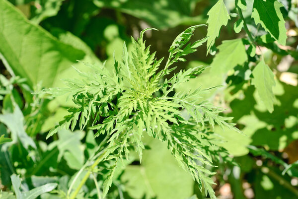 ragweed on green plants  background