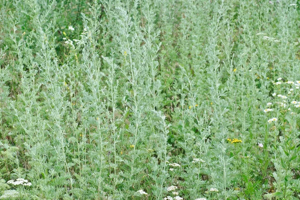 Piołun (artemisia absinthium l.) na zielonym tle — Zdjęcie stockowe