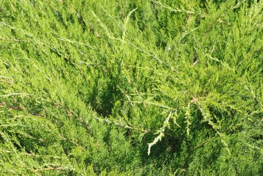 Şube cupressocyparis leylandii yeşil arka plan