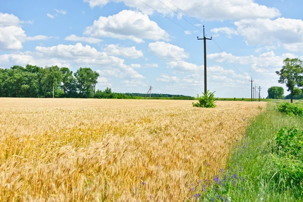 Weizenfeld und blauer Himmel mit Wolken. Ukraine — Stockfoto