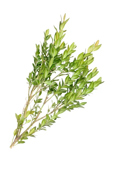 Buxus branch op een witte achtergrond geïsoleerd — Stockfoto