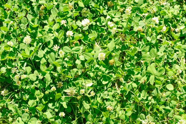 Trébol blanco (Trifolium repens). Flor del trébol. Trifolium Repens L. (Trébol blanco, Trébol holandés ) — Foto de Stock