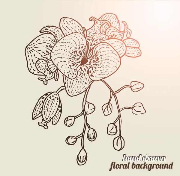 手描きの蘭の花 — ストックベクタ