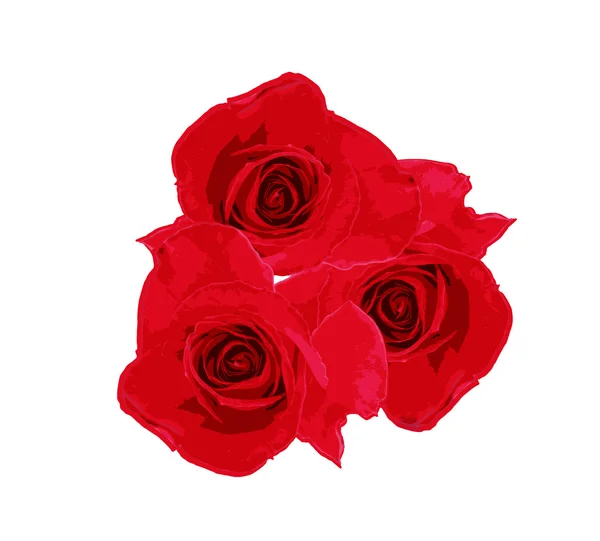 Flores de rosa roja — Vector de stock