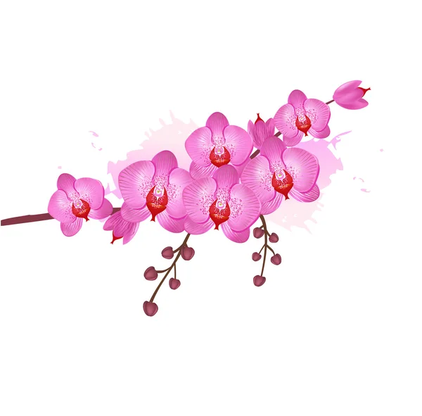 Flores de orquídea rosa — Vector de stock