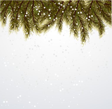 Noel ağacı dalları beyaz arka plan