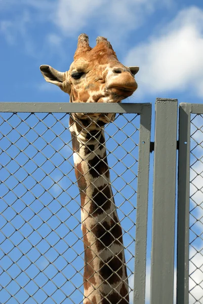 Giraffe looks on people through wire netting fence in zoo — Stock Photo, Image