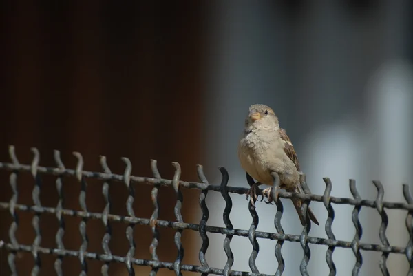 在春季的一天坐在铁丝网上的小灰色麻雀 — 图库照片